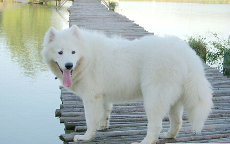 薩摩耶犬“出賣”主人 肇事逃逸者存僥幸心理