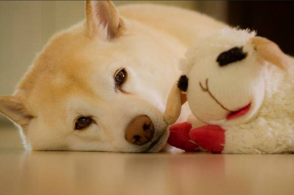 柴犬禁養嗎