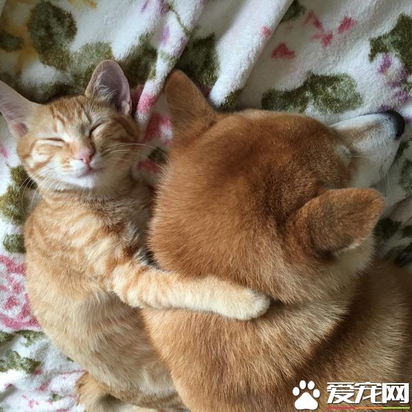 超治愈系貓咪 帶狗哥哥走出失友之痛