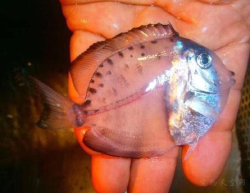 在墨西哥的海上 有人發現一條全身透明的魚