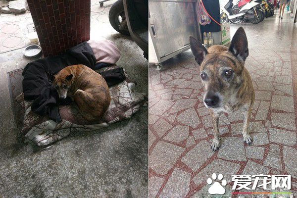 遭棄虎斑浪浪 4年多堅持在原地等待前主人