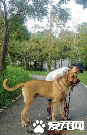 貪吃高山犬壯碩似牛 內心卻是愛哭過小孩子