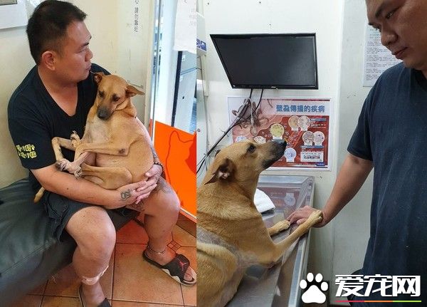 車禍浪汪癱瘓五個月 見到阿爸神奇站起來了
