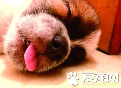 比特犬沖進寵物店咬死三只貓 狗主賠償上萬元