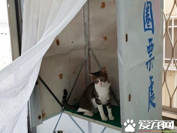 請支持本喵! 喵星人進圈票處探險表情超呆萌