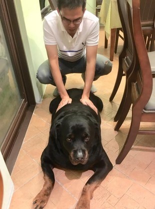美女摸好開心、男生摸心已死 這只狗狗完美詮釋對比經典表情