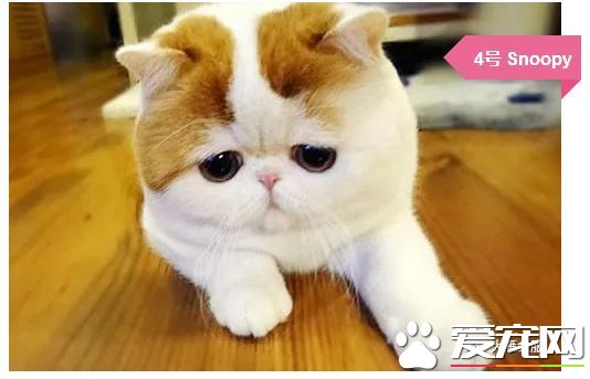 擼貓擼出70萬債務？你是集齊這些網紅貓了嗎？