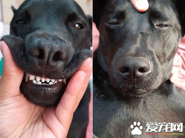調皮汪第一次捐血乖乖坐著忍痛 我在做有意義的事