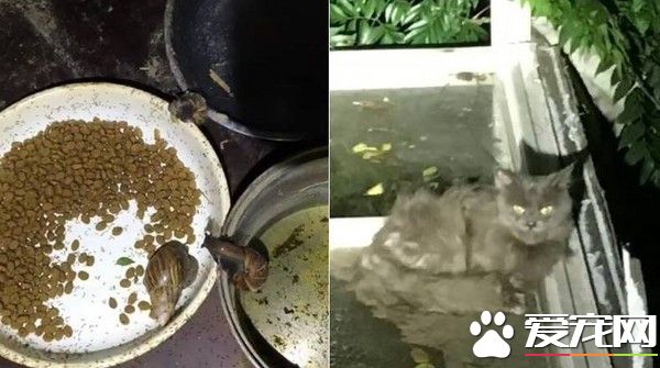假愛心棄養百只貓 放工地自生自滅