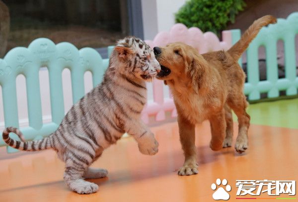 超級萌煩！不同物種動物被黃金獵犬媽媽帶大