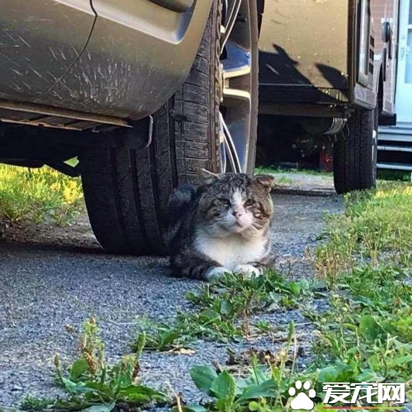 加拿大街貓帕杜被誘捕 成愛撒嬌的傻大個家貓