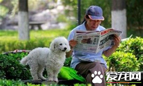 兒女不在身邊 老人養寵物“陪伴”自己