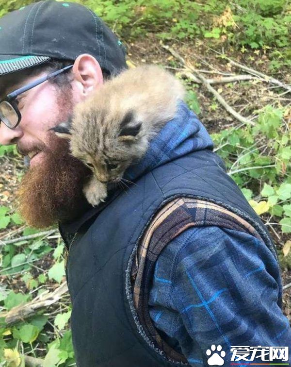 馬修偶遇小貓竟是被丟棄的猞猁  舉手之勞救猞猁命