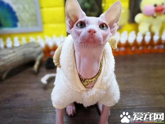 無毛貓是一種怎樣的存在？