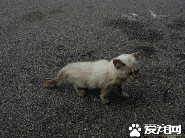 全身臟兮兮浪喵 收編后僅3個月蛻變成絕世美<a href=/zhonglei/mao/ target=_blank class=infotextkey>貓</a>