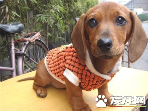 寵物臘腸犬