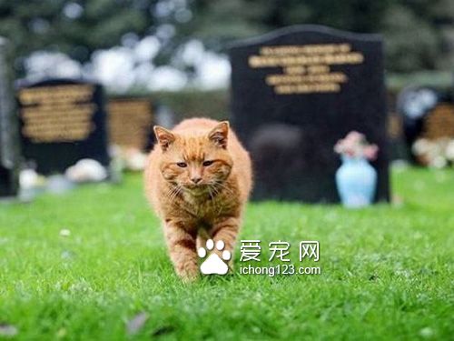 英國墓園貓高齡二十歲辭世　民眾為它造墓留言緬懷
