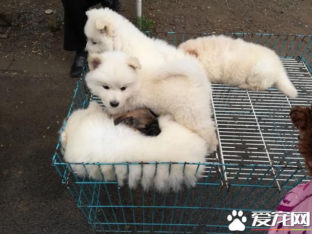 德州寵物大集場走一圈，誰能告訴最后圖片中狗是什么品種？