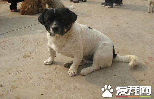 澳洲男子殘忍對待狗狗 大難不死開始新生活