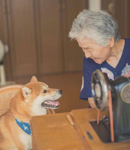 老人與柴犬 這組照片要火便全網了