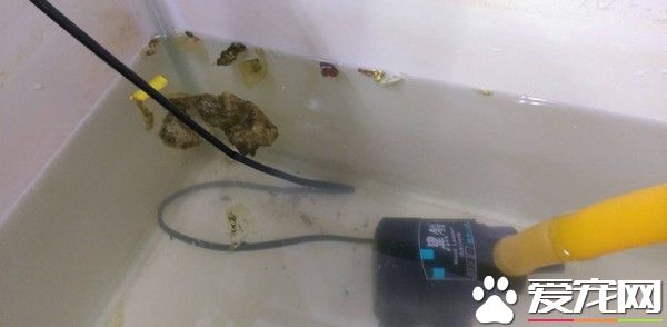 海龜體內充滿垃圾 體內竟排出塑料繩