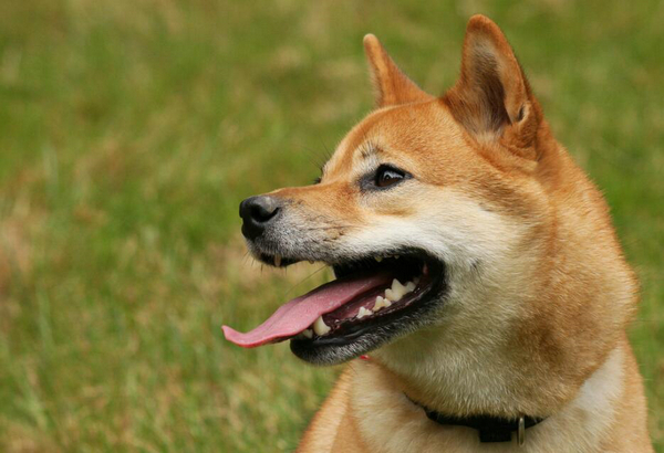 柴狗和柴犬有什么區別