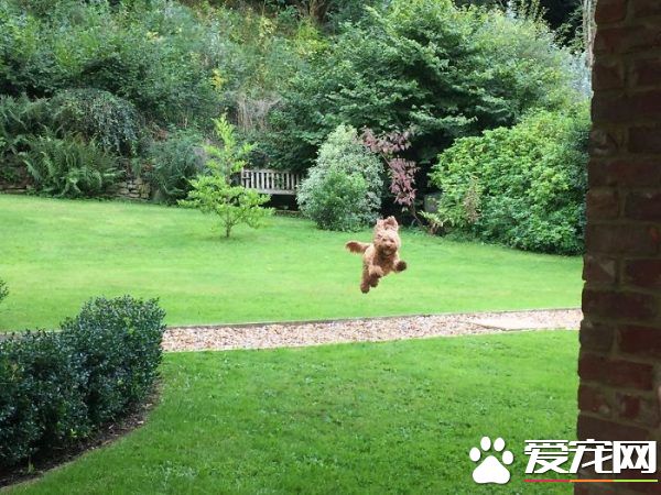 訂Airbnb旅人分享住宿經驗 有毛小孩陪睡的加值服務