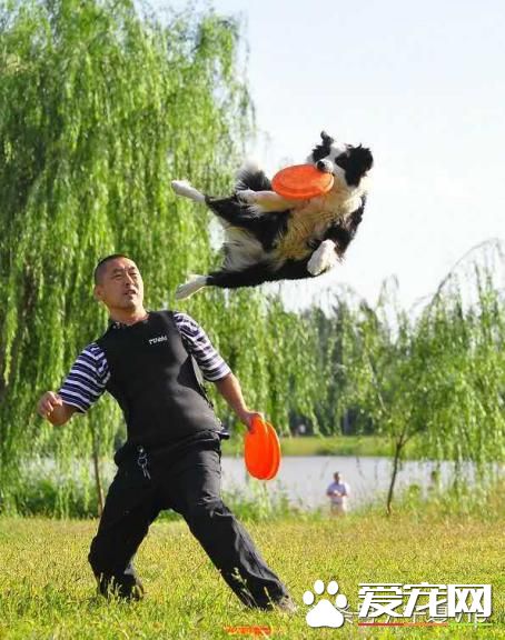 飛盤狗、偵查狗、金牌狗、撒嬌狗，一群有意思的狗！