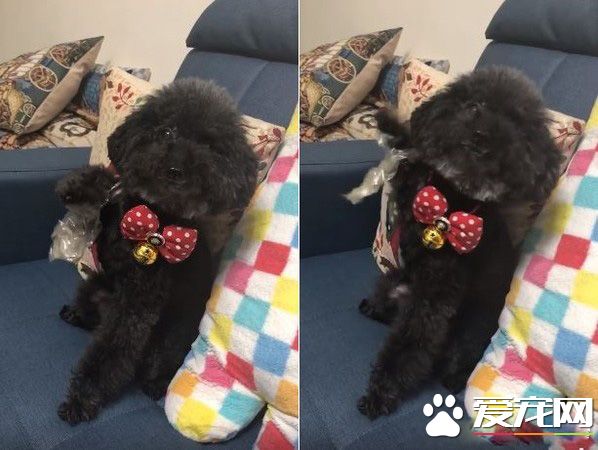 這汪星人是壞掉了嗎？黑貴賓黏到膠帶賣萌求救