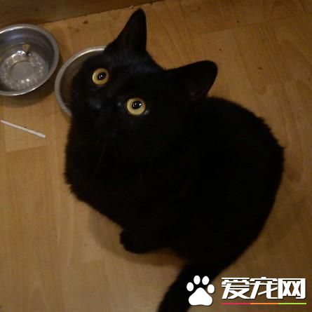 寵物貓之孟買貓