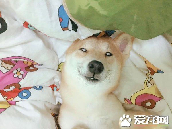 柴柴睡像被馬麻出賣 超浮夸的表情嚇壞粉絲