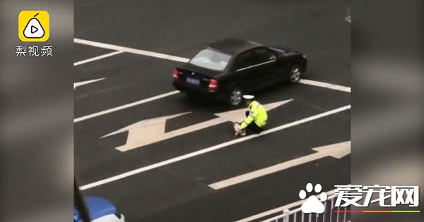 流浪狗誤闖馬路被撞傷 最暖警察肉身阻擋車流