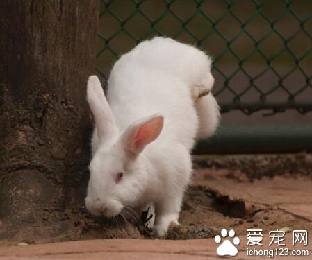 廣西兔子倒立行走 市民稱其“兔堅強”