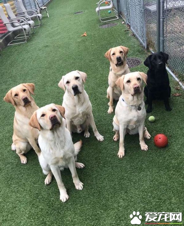 紐約導盲犬學校火警訓練 174只狗狗順利清空