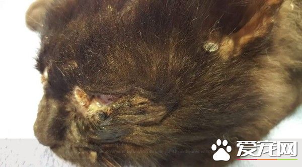 西班牙發生殘忍虐貓案 小貓身中18顆子彈奇跡存活