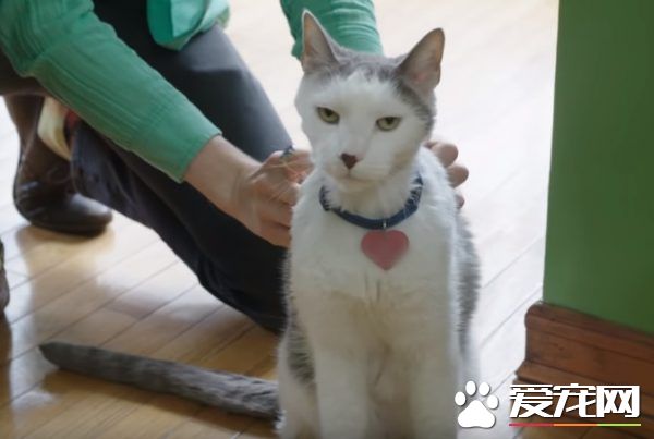 超專業的房仲貓咪 不僅接待客人還會陪簽約
