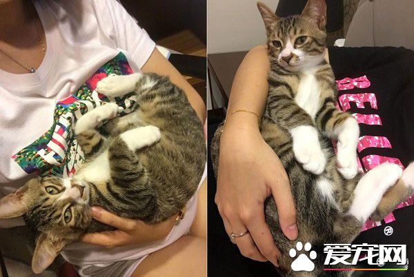 誰在里面？愛貓知道馬麻有寶貝后突然超溫柔