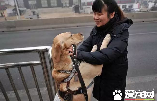 廣州第一批導盲犬已上崗，以后地鐵可見到狗狗！但不要圍觀亂摸拍照！