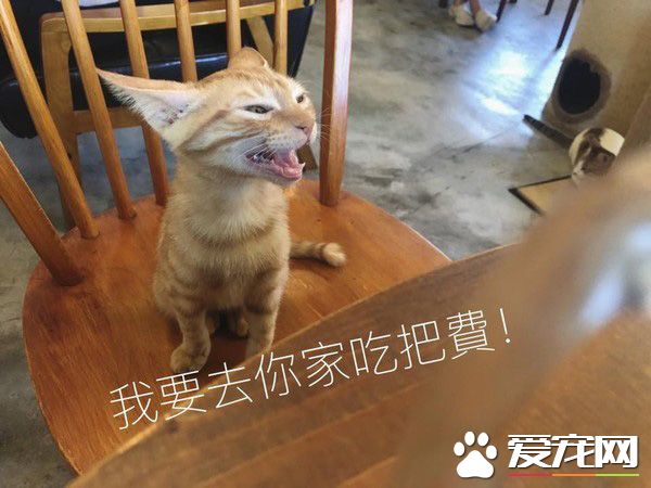 超萌小橘貓跳上椅子想討吃 超萌表情被做養我圖