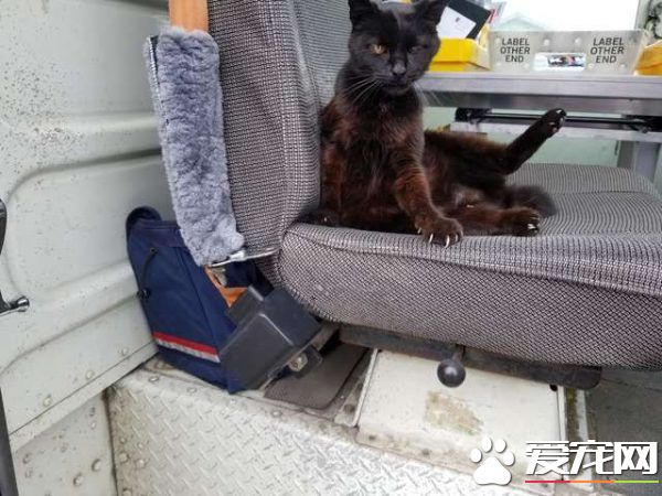 傲嬌黑貓超粘人 不摸摸抱抱便不下車回家