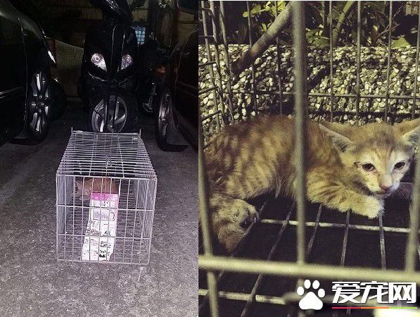 萌喵從小有吃奶嘴習慣 睡覺前抱尾巴吸吮到毛濕