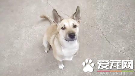 農村里的土狗不招待見，是因為不聰明不好看嗎？