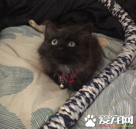 送受傷烏鴉去動物之家 竟意外收獲一只小黑貓