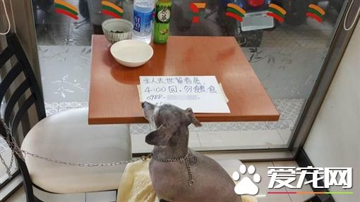 把超商當收容所 飼主丟下狗跑去看展