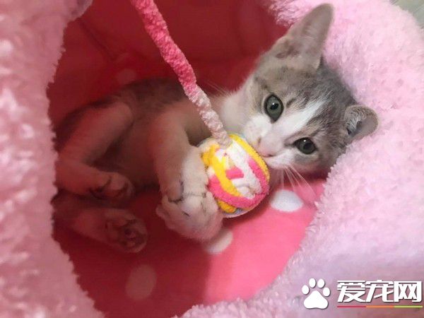 玩球投入得整只貓翻肚 躺下不到3秒鐘瞬間關機