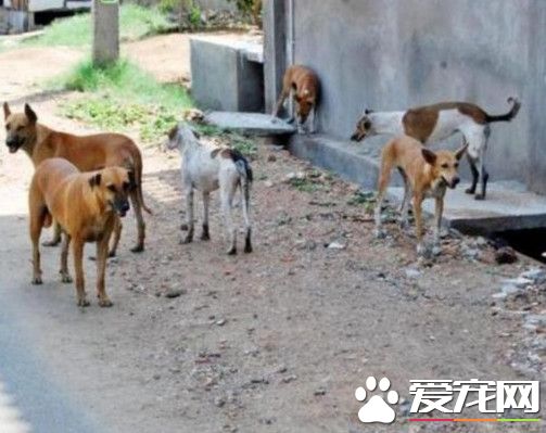 印度婦遭100只流浪狗活活咬死