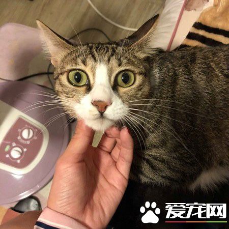 喵咪假裝綜藝摔討抱抱 碰瓷技巧超純熟！