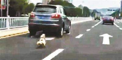 山東威海“虐狗事件”引眾怒 車主信息遭人肉
