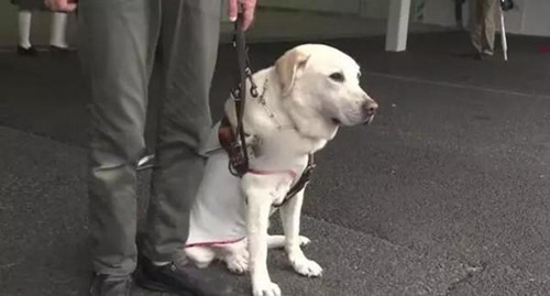 導盲犬陪主人坐地鐵 被刺傷為主人卻忍痛不叫