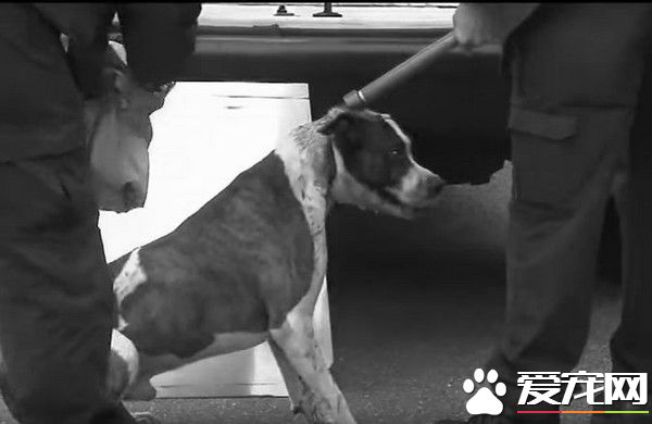 幫比特犬穿毛衣 一家三口都被比特犬咬傷
